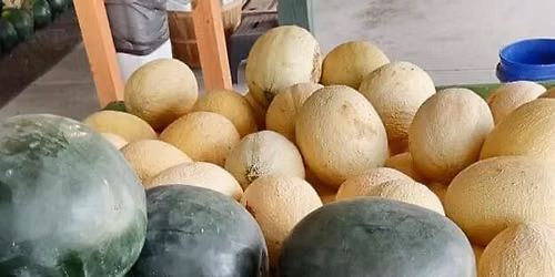 Melon Day
