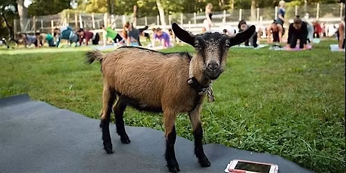 Yoga with Goats 2026