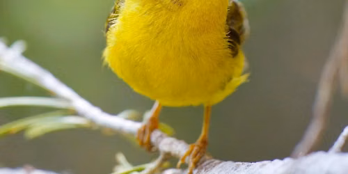Summer Bird Walk Series at Galena Visitor Center