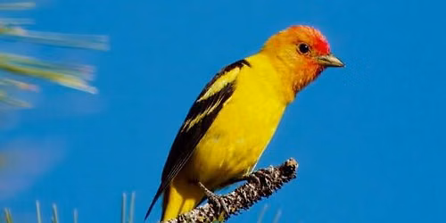 Summer Bird Walk Series at Galena Visitor Center