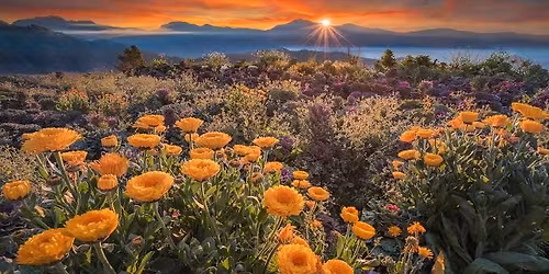 Atok Benguet "Northern Blossom"