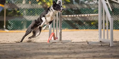 May B Q AAC Agility Trial