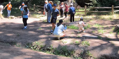 Family Nature Adventures: Redwoods