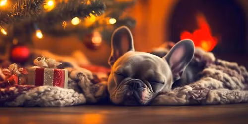 December Frenchie Meetup