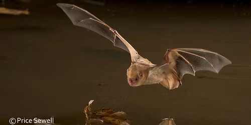 Earth Week Outdoors: Wetland Night Life at Murfree Spring