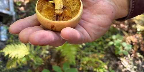 Growing Mushrooms at Home