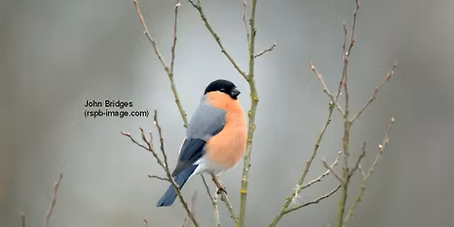 Free Guided Walk with Nature at Jeskyns Community Woodland 