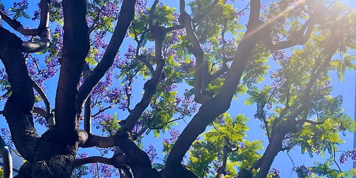 Mindful Awareness Meditation