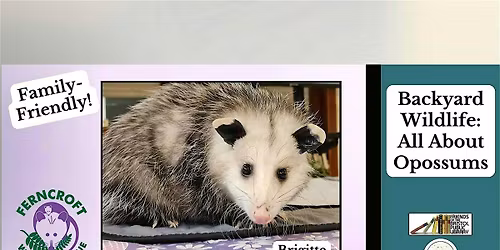 Backyard Wildlife: All About Opossums!