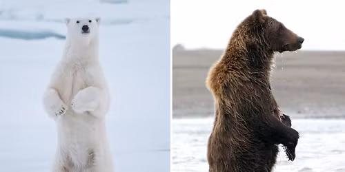 The Polar Express - Pontiac