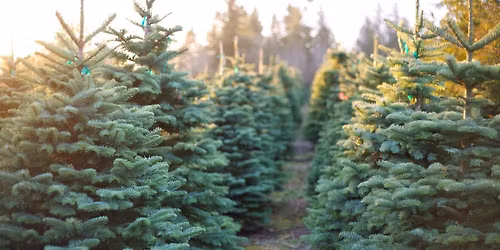 Real Christmas Tree Farm