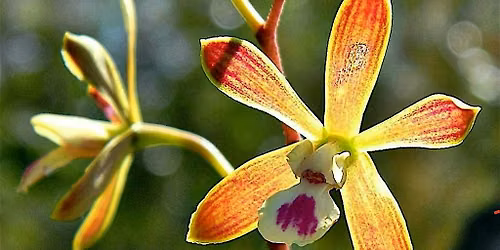 Native Orchid Conservation and Installation