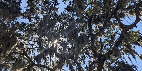 Trees and Storms: Preparation and Recovery