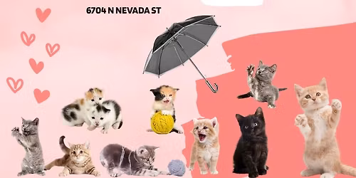 SpokAnimals Kitten Shower