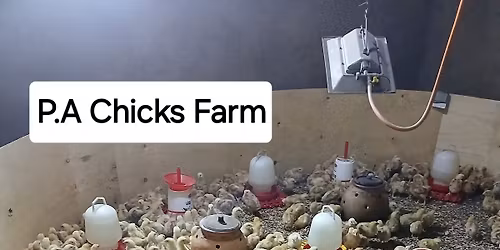 Chicken Farming