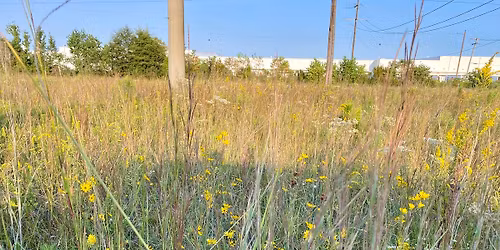 Remnant Roots @ Pike County Ag Expo