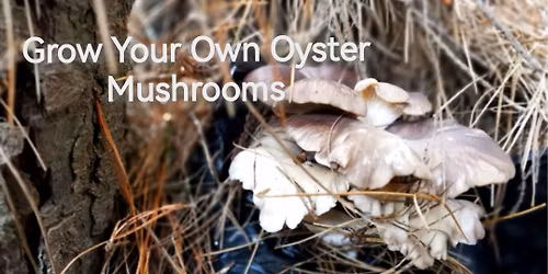 \ud83c\udf3fGrow your own fungi\ud83c\udf3f oyster mushrooms edition