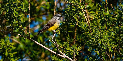 Red Rock Audubon Bird Walk (Registration Required)