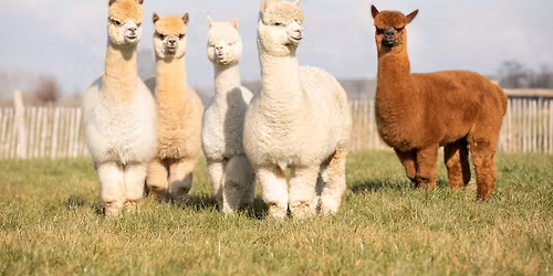 Alpacashow Waregem Expo