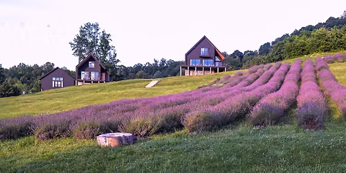Crozet Lavender Festival