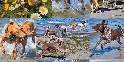 Nala\u2019s Bird Dog Day