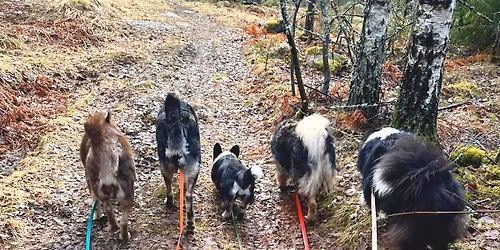 Sipoon Koirakeskuksen yhteislenkki to 14.5.2026 klo 12