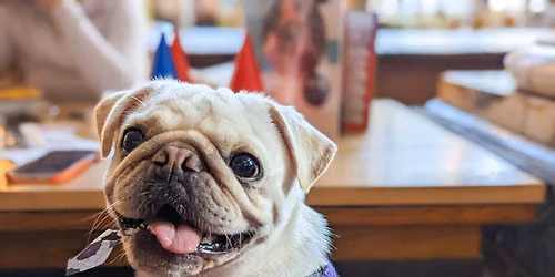 Glasgow - Pug Pup Up Cafe \u2600\ufe0f