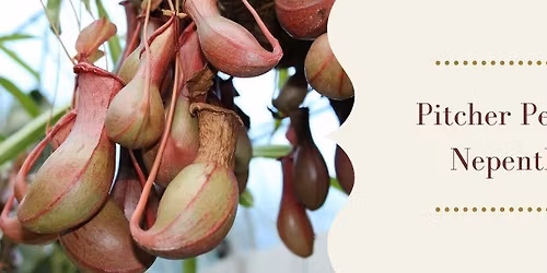 Pitcher Perfect: Nepenthes