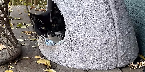 Build a Shelter for Community Cats - 2 Events, 1 hr each!