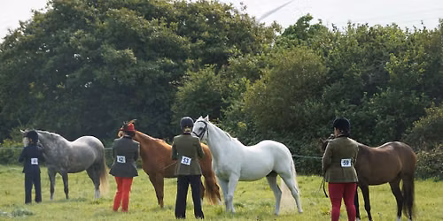 In-Hand & Ridden Grassroots Clinic