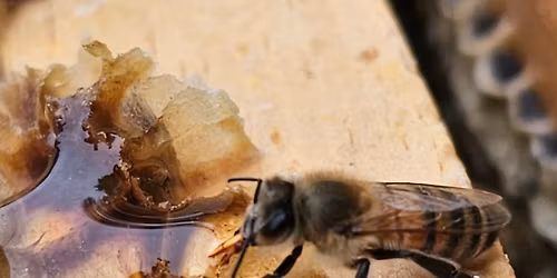 Beginner Beekeeping Class