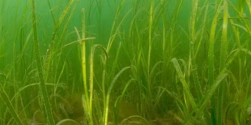 UK MARINE CONSERVATION WITH BETH FOX, LWT PROJECT OFFICER