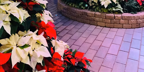 After Hours at Muttart: Holiday Glow of the Pyramids