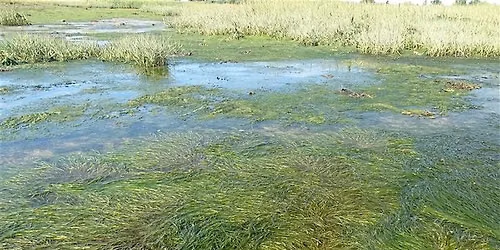 Talks on the wild side: Essex's marine & coastal work