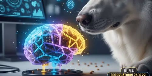 Kognitiv test af din hund 