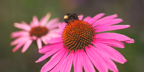 Mother's Day Party 2026