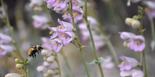 Wildflower Walk