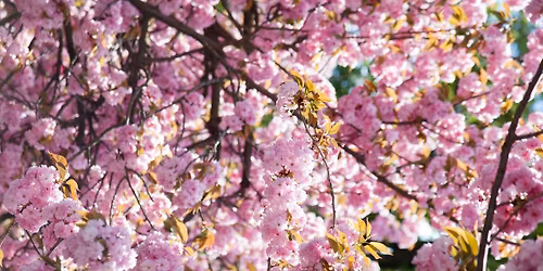 Hanami \u82b1\u898b = flower viewing \ud83c\udf38 2026