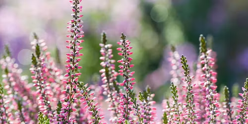 Ginekologia i Po\u0142o\u017cnictwo 2025 \u2013  XXII Krajowa Konferencja Szkoleniowa