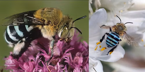 Encouraging Native Pollinators in the Veggie Patch