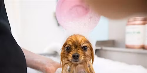 The Siposium - A Sanitary Revolution: How Victorians Transformed Dirty Dogs