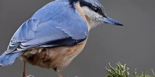 Birds and Butterflies