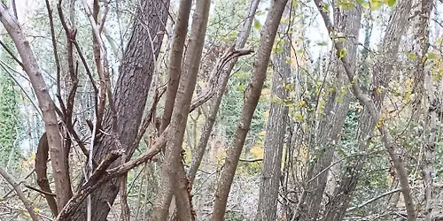 Nature's engineers: what beavers can teach us about design