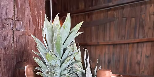 Tiki drink weekend - live music by Alicia Swartz \ud83c\udfb6