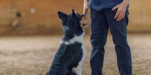 Competition Handling Seminar with Linda Barton