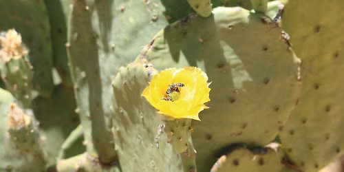 Xerces Society Presents "Bring Back the Pollinators"