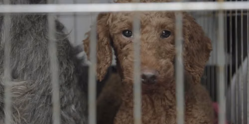 FRAMEWORK Film Screening: Dogspiracy