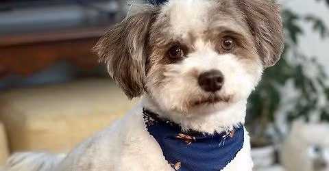 Shelby's Celebration of Life, Derek's 60th BD Party, Fundraiser for KCHA