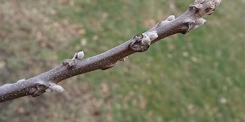 Winter Tree Identification