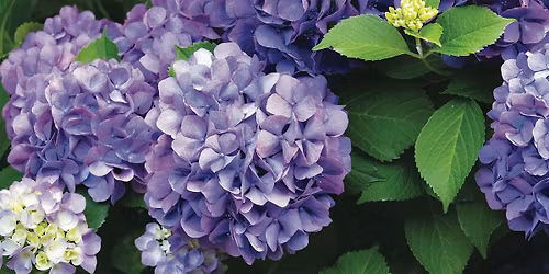 Hydrangea Essentials